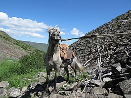 騎馬,馬,山