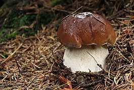性質(zhì),森林,菌