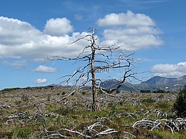 山地高原,落葉松,高度