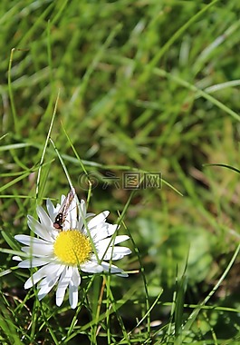 花卉,黃蜂,黛西