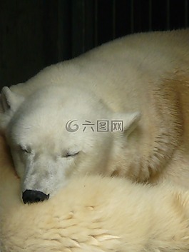 白熊,毛皮,睡眠
