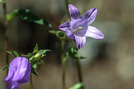 風(fēng)信子,野生花卉,夏天花