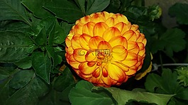 花,黃色,紅色