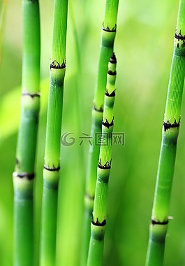 竹,绿色,性质