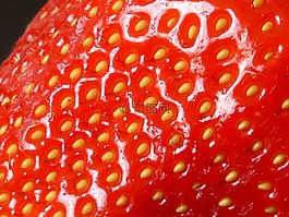 草莓,水果,紅色