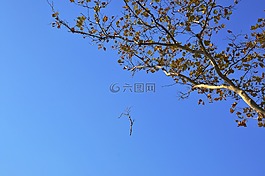 秋季,樹(shù),himmel