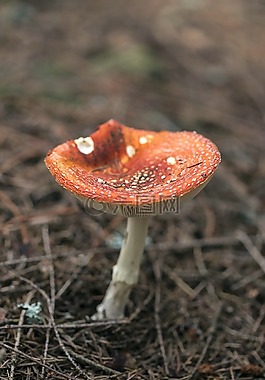 蘑菇,有毒,紅色