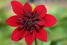 嬌琴紗,紅色,開(kāi)花
