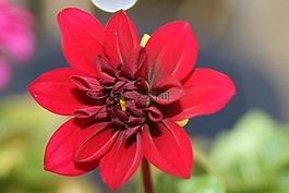 嬌琴紗,紅色,開花