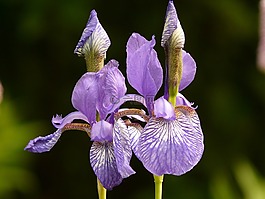 不同顏色的蝴蝶花,鳶尾花,廠