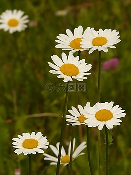 草地 margerite,多marg​​erite,实收feverfew