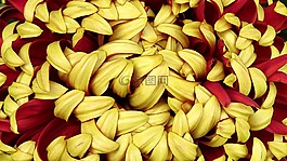花瓣,花,優(yōu)雅