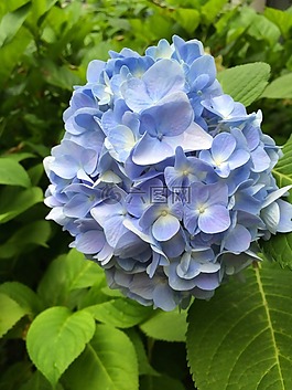 八仙花,藍(lán)色,開花
