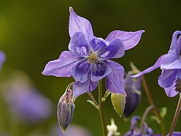 常见akelei,鸽的,花