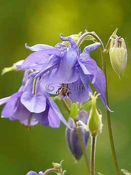 常见akelei,鸽的,花