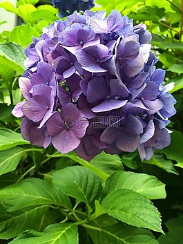 八仙花,紫,開花