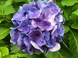 八仙花,藍(lán)色,開花