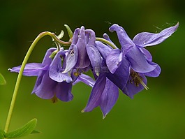 常见akelei,鸽的,花