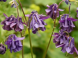 常见akelei,鸽的,花
