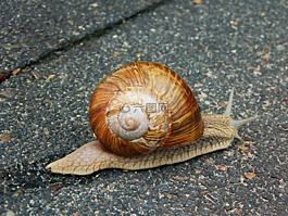 蝸牛,殼,爬行動物