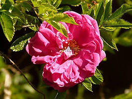 玫瑰,粉紅色,開花
