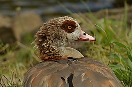鵝,尼羅河鵝,鳥