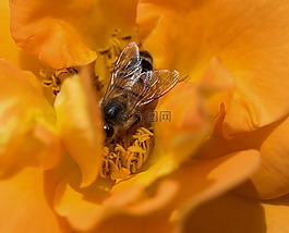 蜜蜂,花,宏