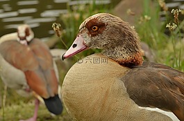鵝,尼羅河鵝,鳥