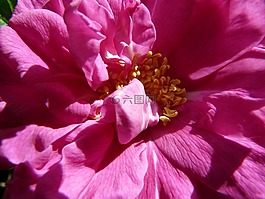玫瑰,粉紅色,開花
