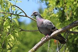 鴿子,科,鳥