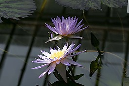 池塘,廠,水生植物