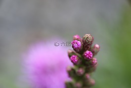 廠,開花,紫