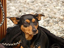 狗,犬,動(dòng)物