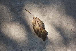 葉,性質(zhì),紅葉