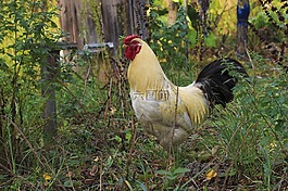公雞,雞,鳥