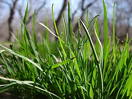 草,綠黨,綠草