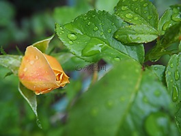 玫瑰,芽,花園