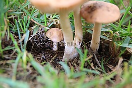 蘑菇,螞蟻,高峰