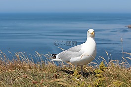 鷗,格蘭,鳥