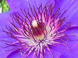 鐵線蓮,開花,藍色