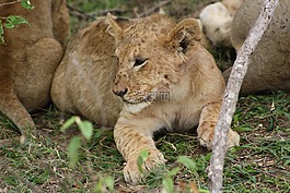 小獅子,休息,野生動物