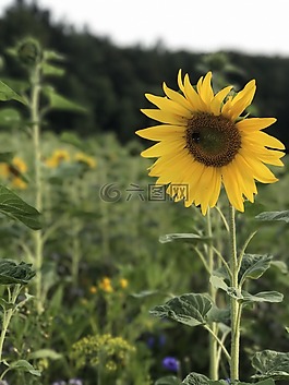 太陽花,字段,夏季