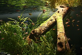 鱼,水族馆,梦幻图片