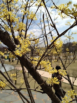 鮮花,春天的花朵,春天