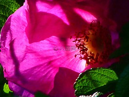 野生玫瑰,粉紅色,開花