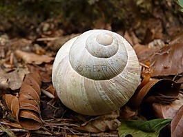 蝸牛,殼,動物