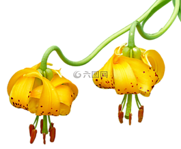 花,野生,蘭花