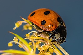 瓢蟲(chóng),花,昆蟲(chóng)