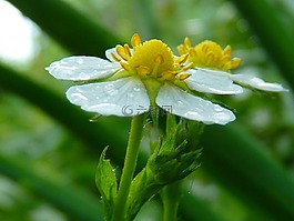 草莓,开花,木草莓