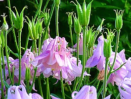 鴿的,花,開花